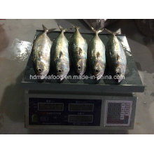Neue Fisch Indische Makrele (150-200g)